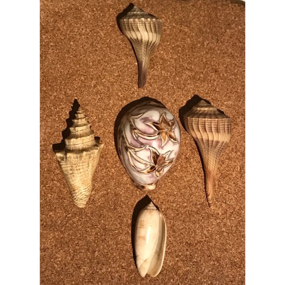 5 Natural Seashells Whelk Spindle/Tulip, Olive Hand-Carved Cowrie Floral Design